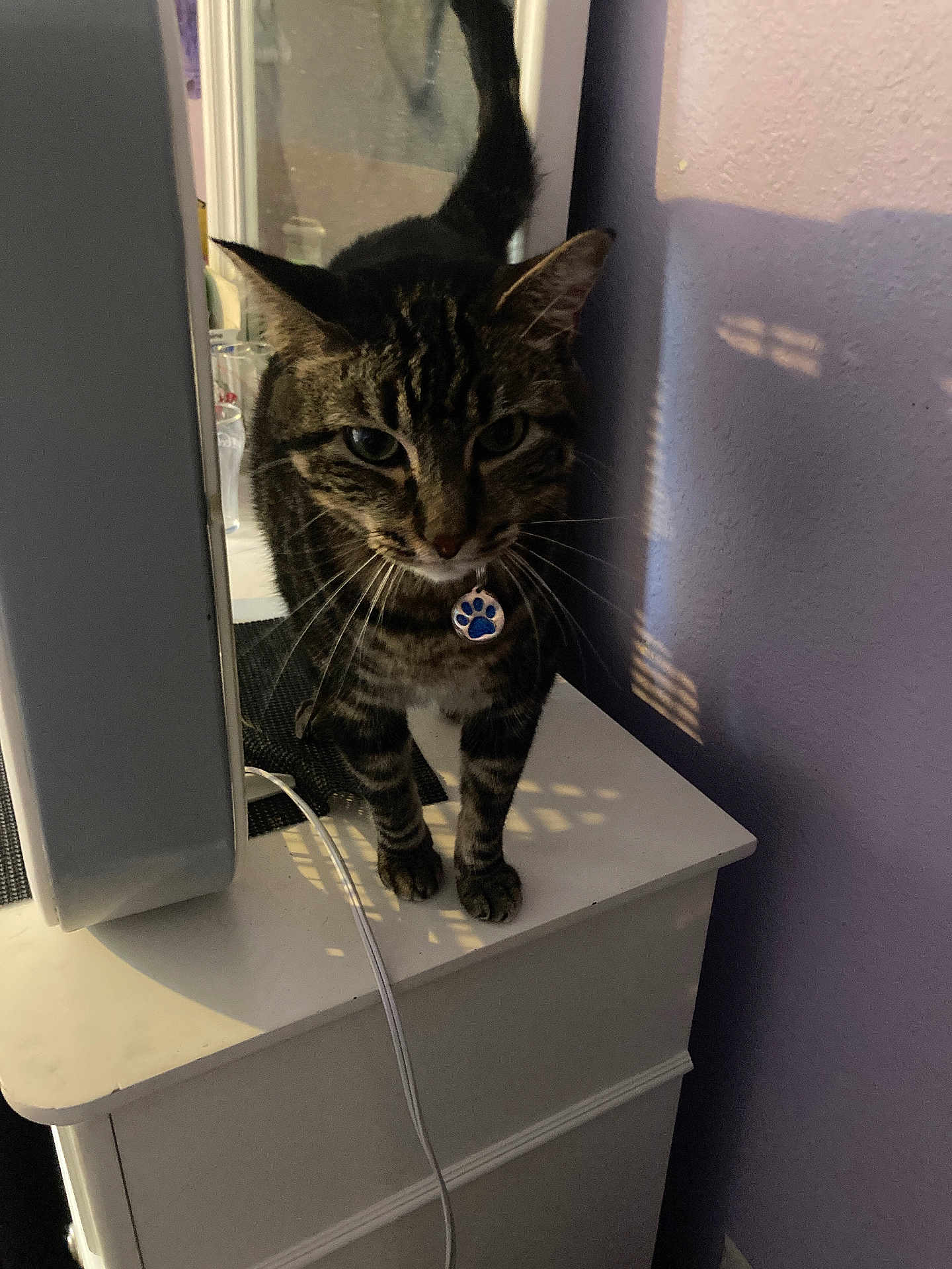 Vigo joined the competition — help win amazing prizes! cat, tabby, pet, feline, indoor, curious, dressing_table, mirror, shadow, purple_wall, collar, tag, whiskers, fur, animal, domestic, standing, white_furniture, cord, soft_light