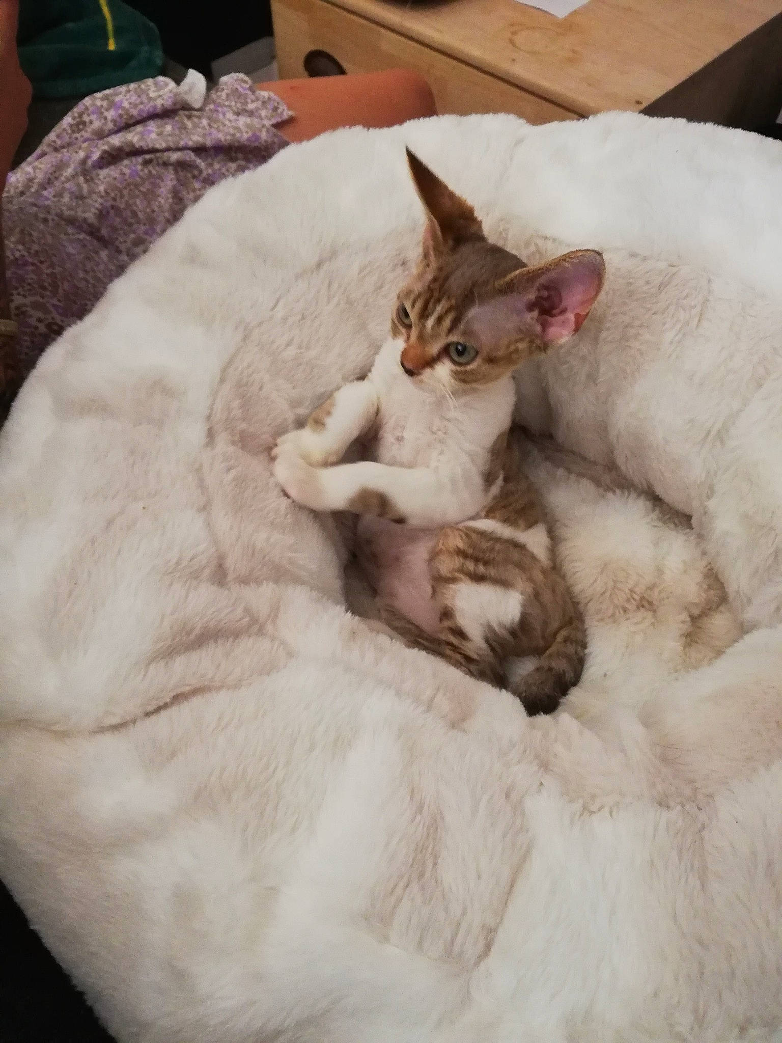 Toulouse a rejoint le concours — aidez-le/la à gagner de superbes lots ! bed, bed_sheet, bedding, blanket, carnivore, cat, cat_supply, comfort, domestic_short_haired_cat, fawn, felidae, fur, linens, nap, paw, sand, sleep, small_to_medium_sized_cats, tail, whiskers