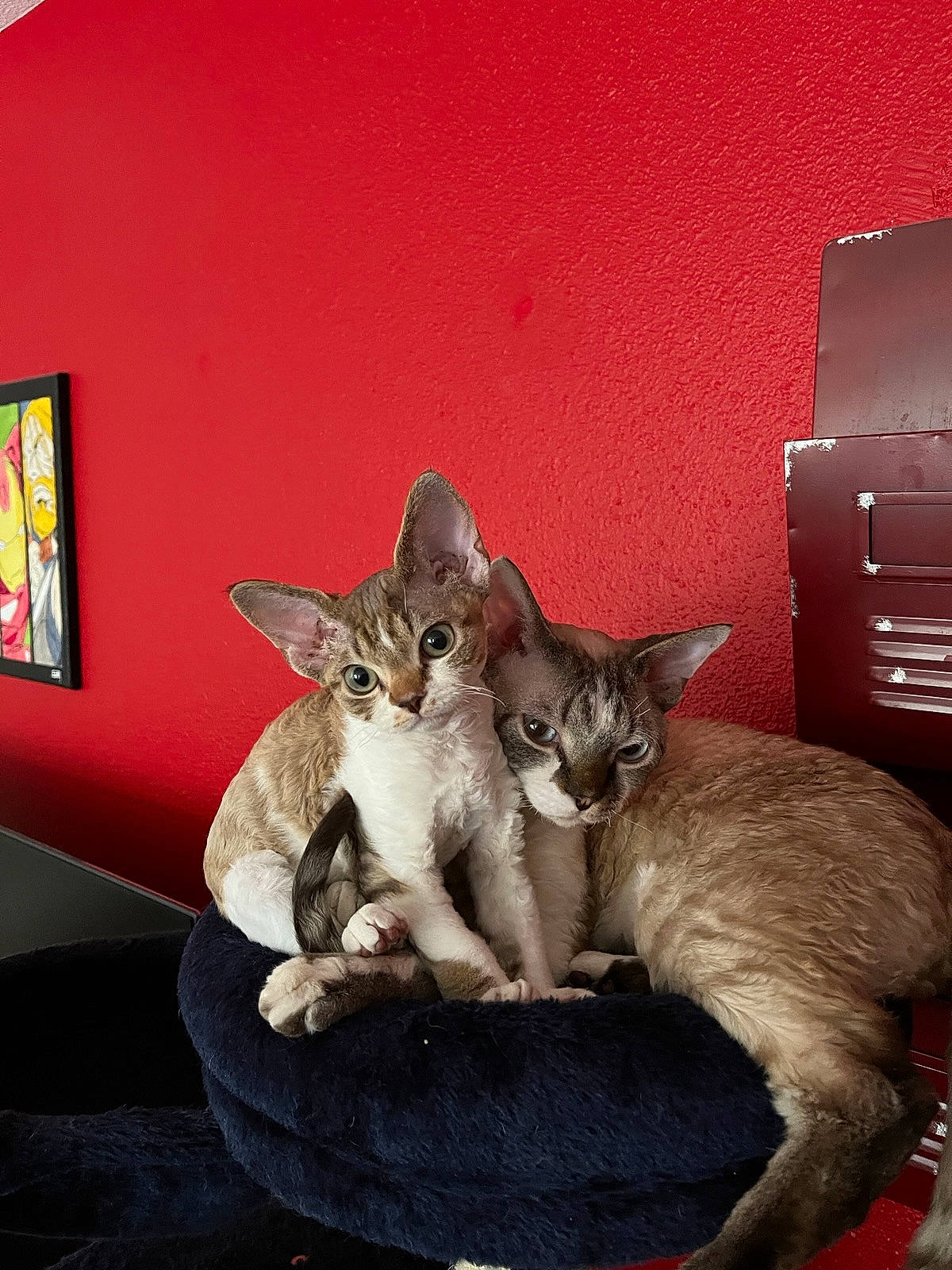 Toulouse a rejoint le concours — aidez-le/la à gagner de superbes lots ! cabinetry, carnivore, cat, cat_supply, claw, comfort, domestic_short_haired_cat, door, fawn, felidae, fur, grey, paw, photo_caption, small_to_medium_sized_cats, tail, whiskers