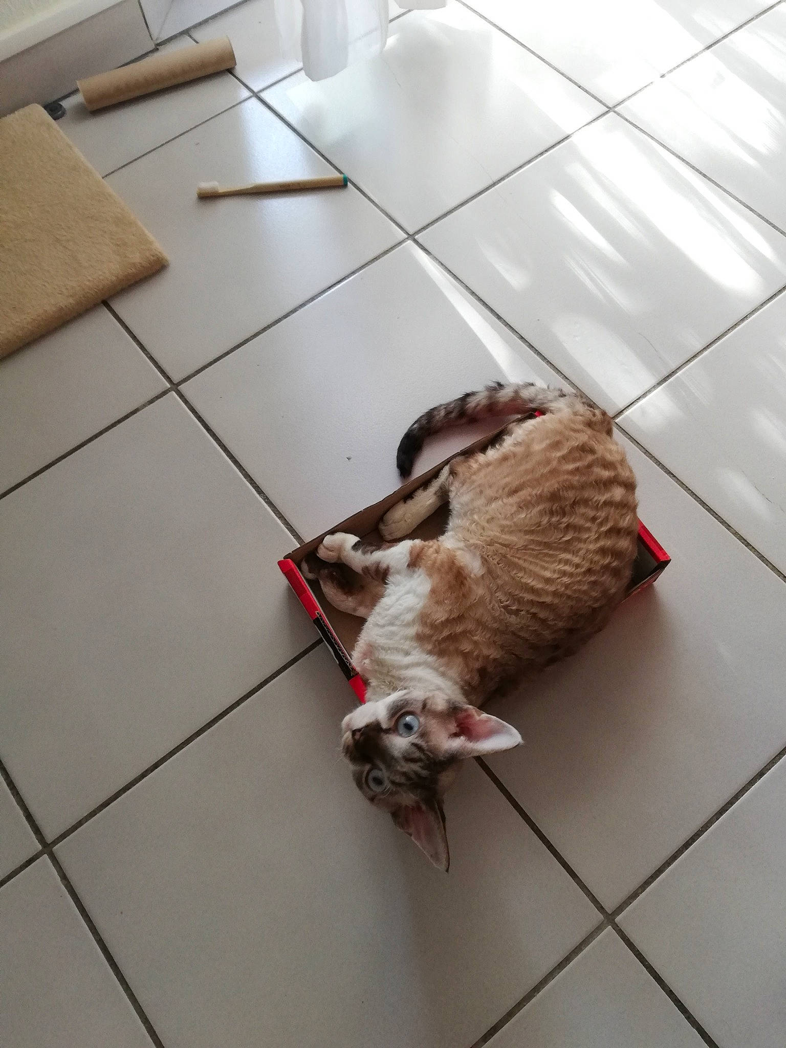 Sanka participe au concours pour gagner de l'argent avec cette photo : canidae, carnivore, cat, companion_dog, dog_breed, domestic_short_haired_cat, fawn, felidae, floor, flooring, fur, hardwood, household_cleaning_supply, small_to_medium_sized_cats, snout, sporting_group, tail, tile_flooring, whiskers, wood