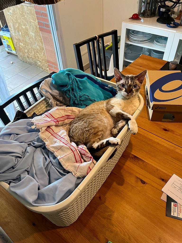 Sanka participe au concours pour gagner de l'argent avec cette photo : bag, box, carnivore, cat, chair, comfort, domestic_short_haired_cat, felidae, flooring, fur, hardwood, luggage_and_bags, room, small_to_medium_sized_cats, varnish, whiskers, wood, wood_flooring