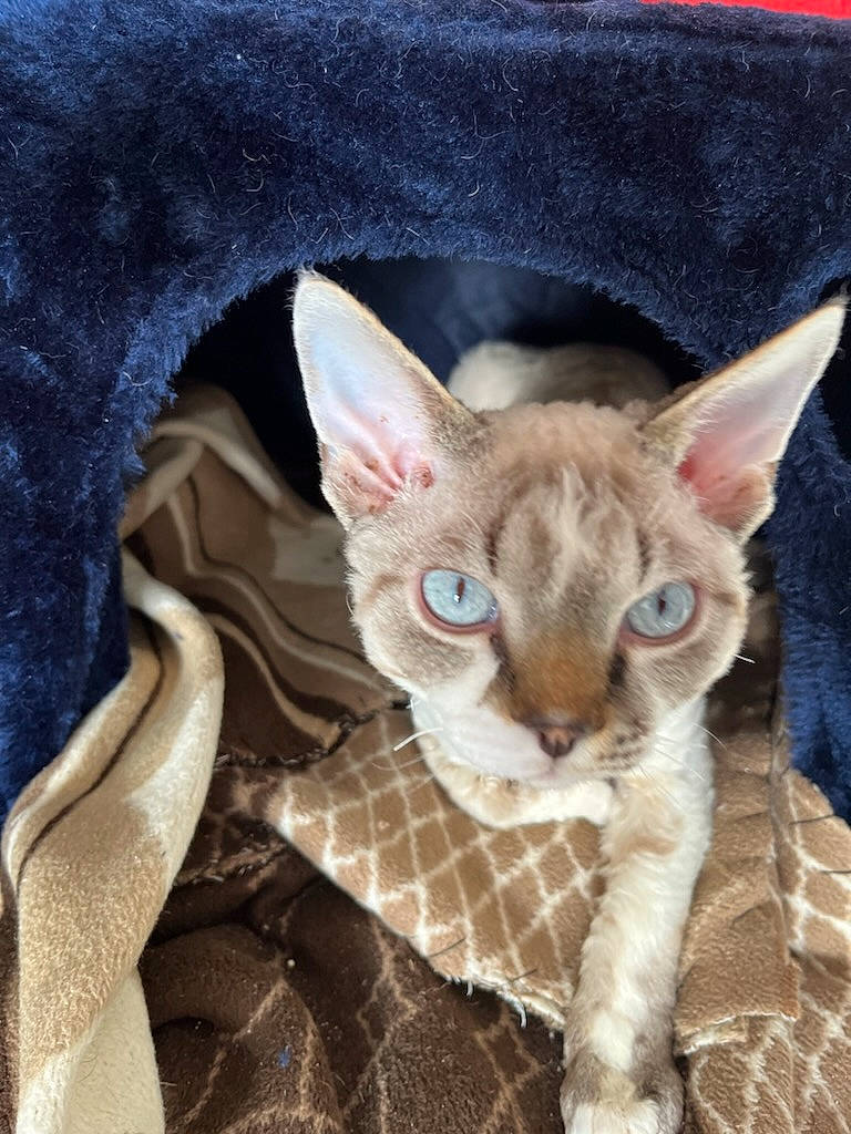 Sanka a rejoint le concours — aidez-le/la à gagner de superbes lots ! carnivore, cat, cat_supply, comfort, devon_rex, domestic_short_haired_cat, ear, eye, fawn, felidae, fur, head, linens, paw, pet_supply, small_to_medium_sized_cats, snout, tail, whiskers