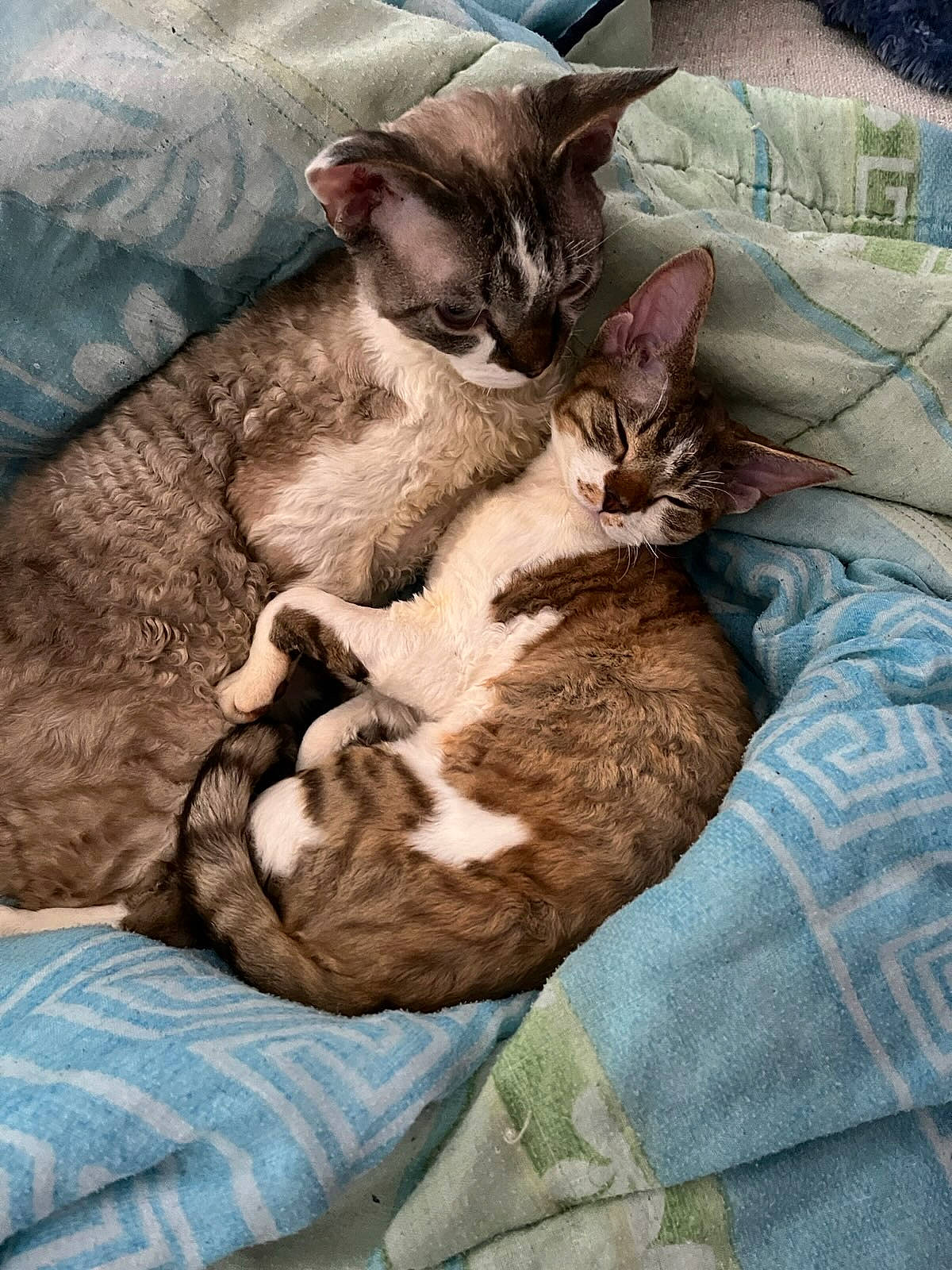 Sanka participe au concours pour gagner de l'argent avec cette photo : carnivore, cat, claw, comfort, domestic_short_haired_cat, fawn, felidae, fur, linens, mammal, nap, paw, small_to_medium_sized_cats, tail, vertebrate, whiskers