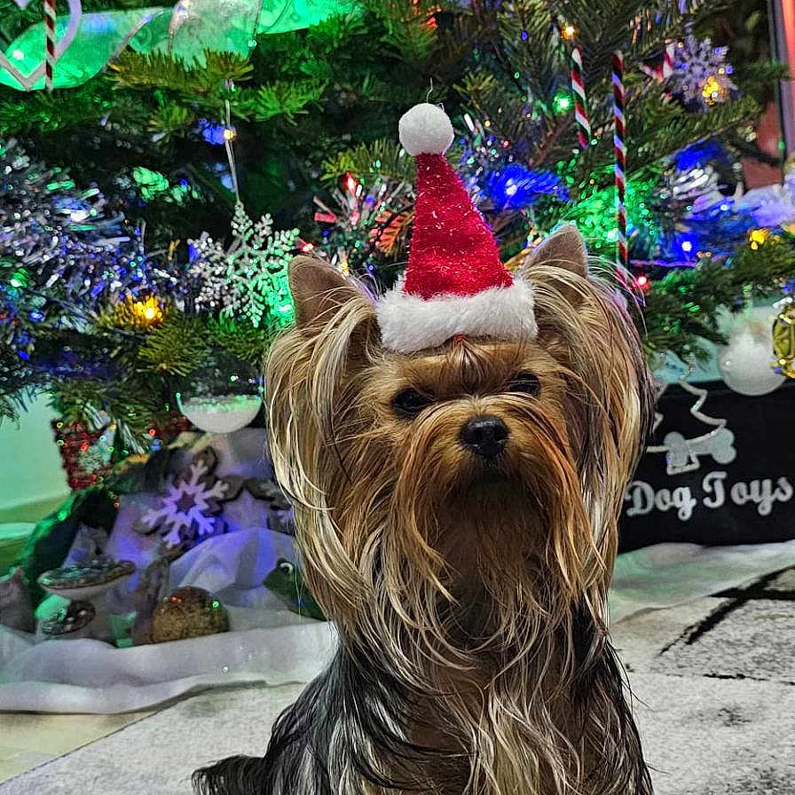 Harry Singer a rejoint le concours — aidez-le/la à gagner de superbes lots ! animal, canine, carpet, celebration, christmas, christmas_tree, cute, decorations, dog, festive, fur, holiday, indoor, lights, ornaments, pet, santa_hat, seasonal, tree, yorkshire_terrier