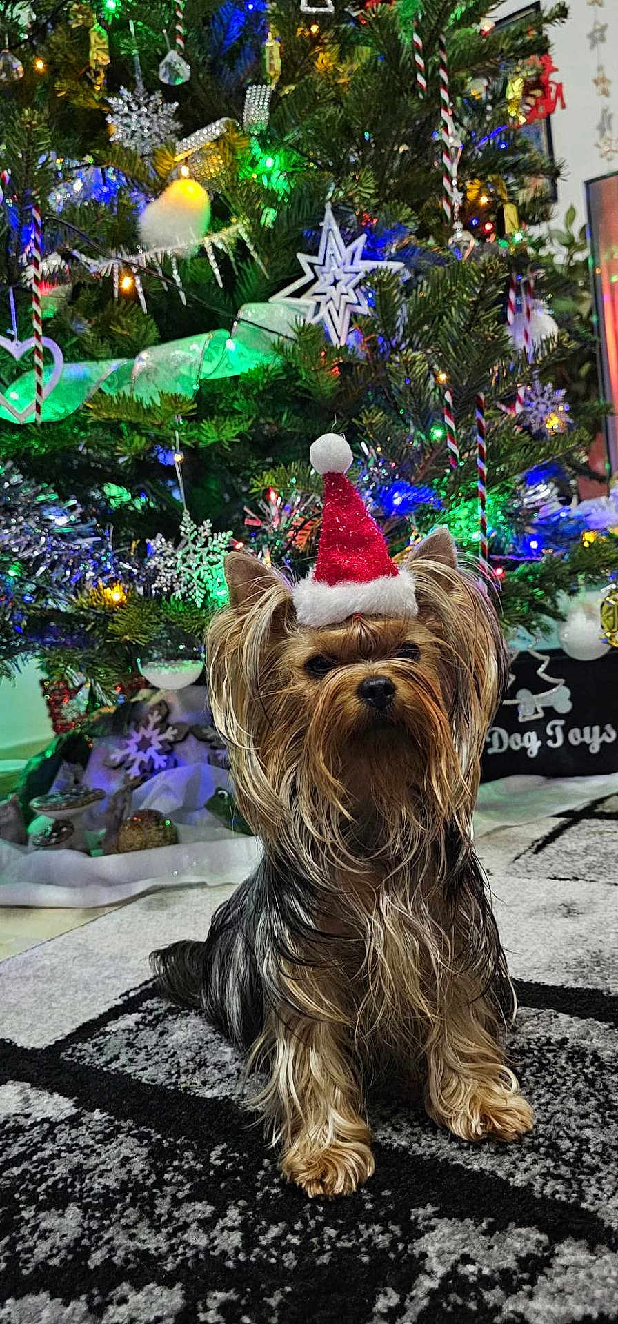 Harry Singer a rejoint le concours — aidez-le/la à gagner de superbes lots ! dog, yorkshire_terrier, santa_hat, christmas_tree, holiday, ornaments, lights, carpet, indoor, festive, pet, decorations, fur, cute, animal, celebration, seasonal, christmas, tree, canine