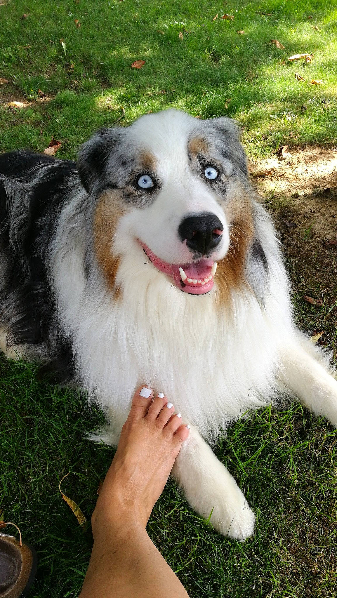 Larko For Ever De La Montagne 