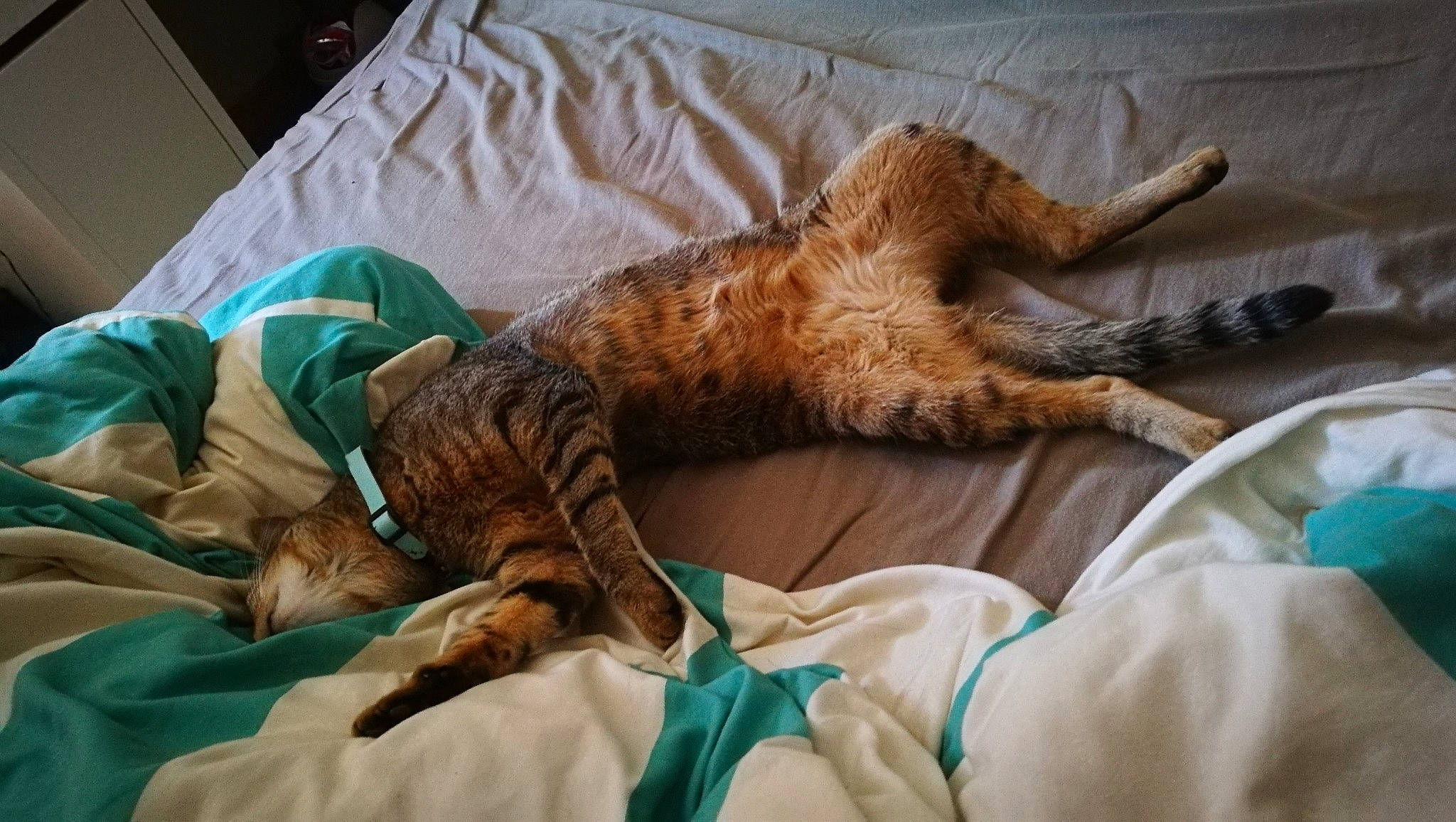 Houston a rejoint le concours — aidez-le/la à gagner de superbes lots ! bed, bedding, canidae, carnivore, cat, claw, comfort, companion_dog, couch, dog_breed, domestic_short_haired_cat, fawn, felidae, fur, linens, room, small_to_medium_sized_cats, sporting_group, tail, whiskers