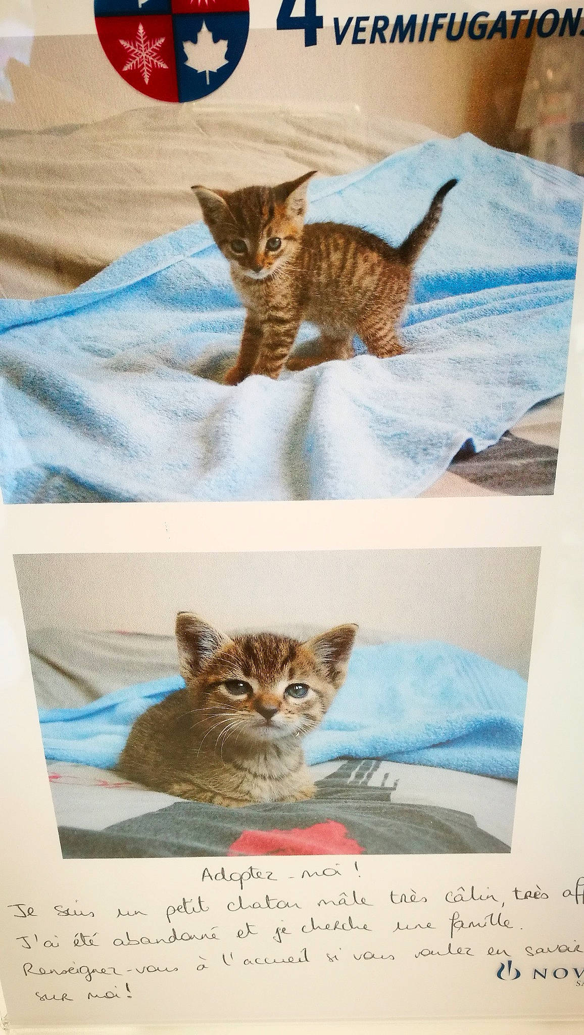 Houston a rejoint le concours — aidez-le/la à gagner de superbes lots ! art, carnivore, cat, cat_supply, collage, craft, domestic_short_haired_cat, felidae, font, fur, handwriting, illustration, linens, photo_caption, photograph, small_to_medium_sized_cats, snapshot, tail, vertebrate, whiskers