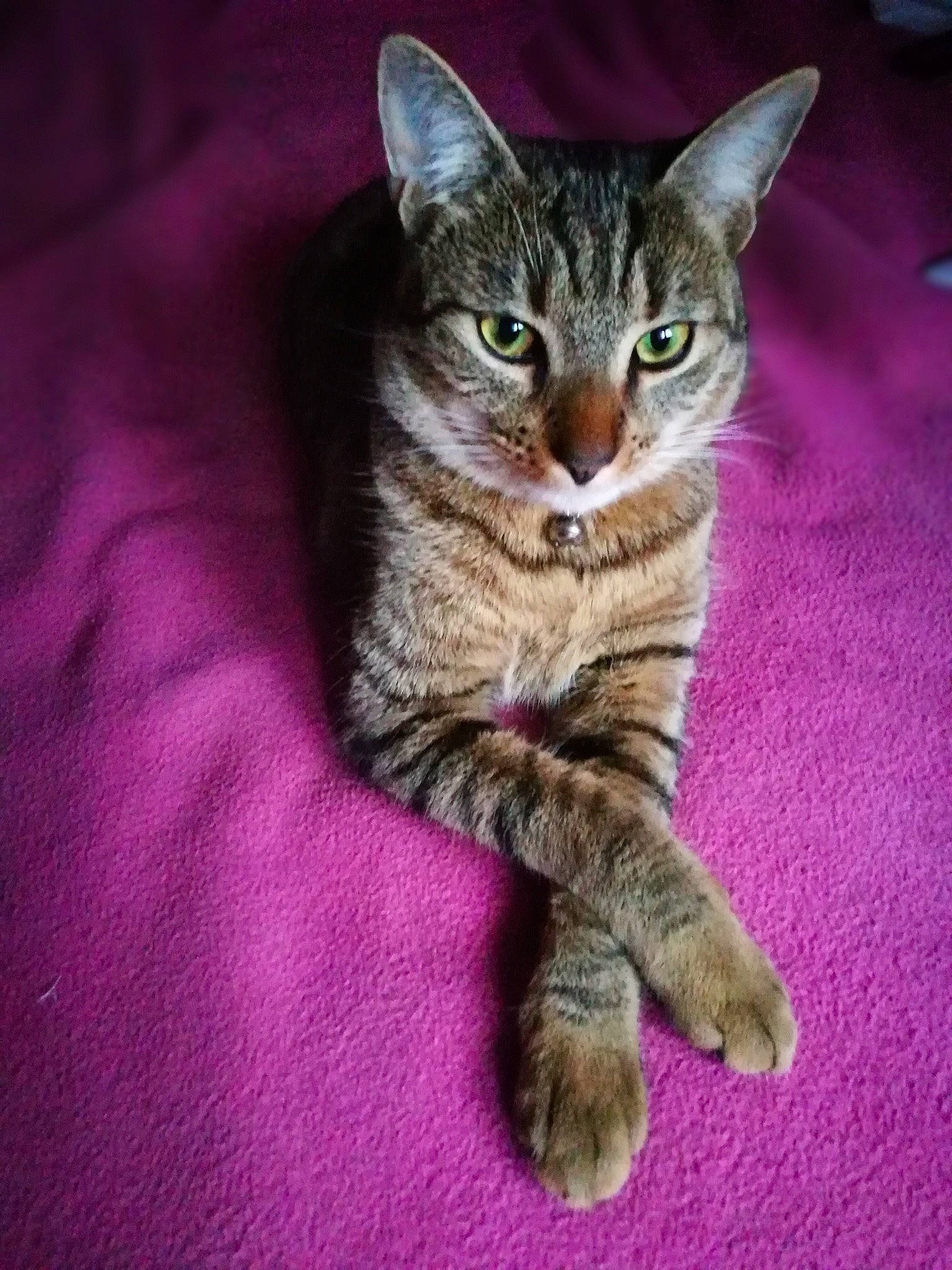 Houston a rejoint le concours — aidez-le/la à gagner de superbes lots ! carnivore, cat, claw, domestic_short_haired_cat, felidae, fur, paw, small_to_medium_sized_cats, tail, terrestrial_animal, whiskers, wildlife