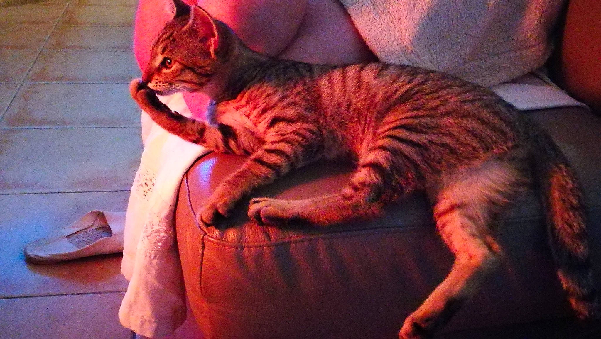 Houston a rejoint le concours — aidez-le/la à gagner de superbes lots ! carnivore, cat, comfort, domestic_short_haired_cat, eye, fawn, felidae, fur, linens, magenta, mammal, orange, paw, red, small_to_medium_sized_cats, snout, tail, tints_and_shades, vertebrate, whiskers