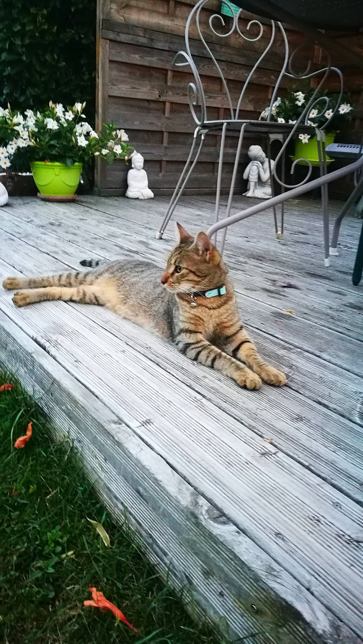 Houston participe au concours pour gagner de l'argent avec cette photo : carnivore, cat, domestic_short_haired_cat, fawn, felidae, flagstone, flooring, flower, flowerpot, grass, groundcover, houseplant, outdoor_furniture, plant, road_surface, sidewalk, small_to_medium_sized_cats, tail, whiskers, wood