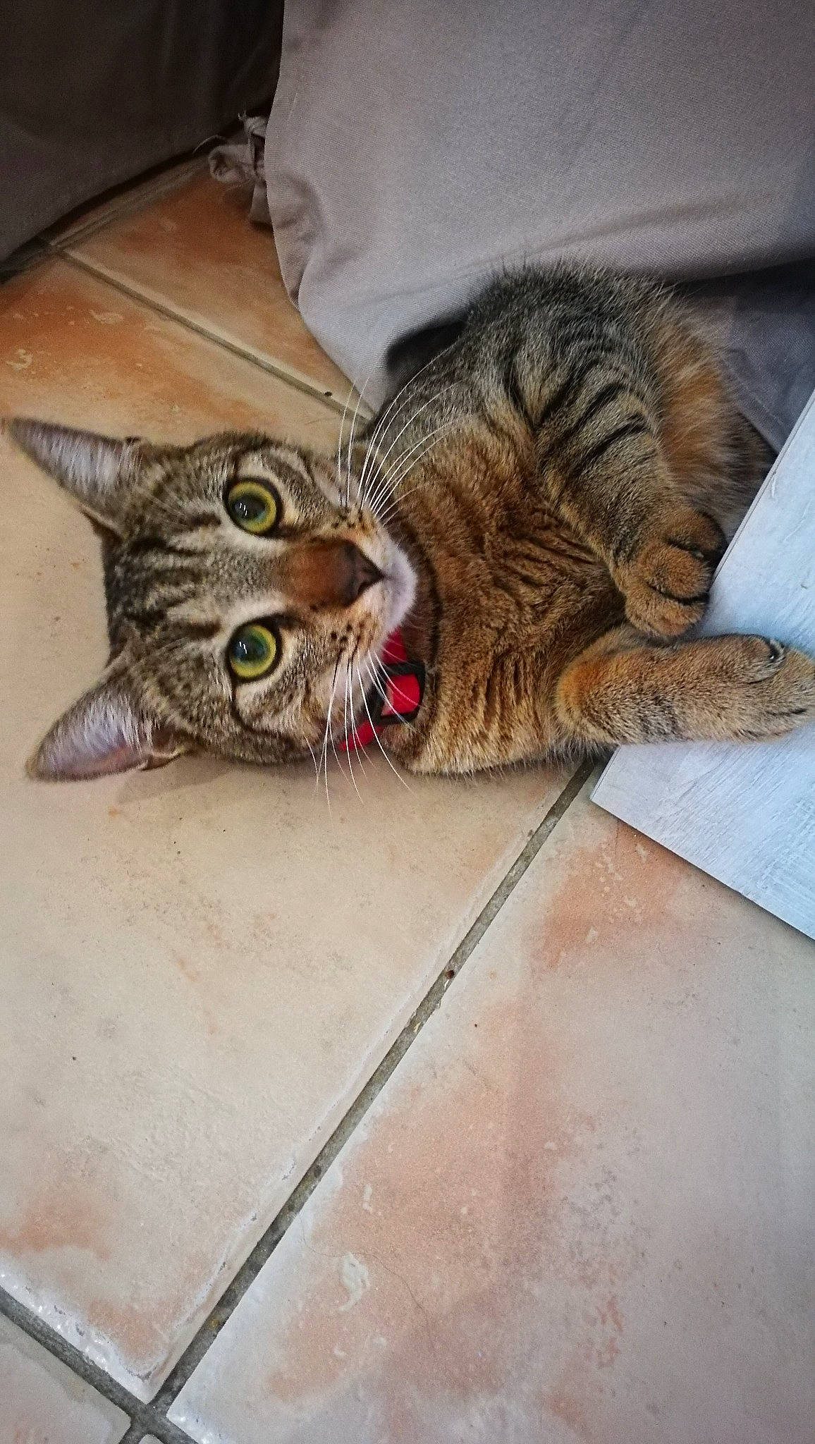 Houston participe au concours pour gagner de l'argent avec cette photo : carnivore, cat, claw, comfort, domestic_short_haired_cat, felidae, flooring, foot, fur, nap, paw, small_to_medium_sized_cats, snout, tail, terrestrial_animal, whiskers, wood