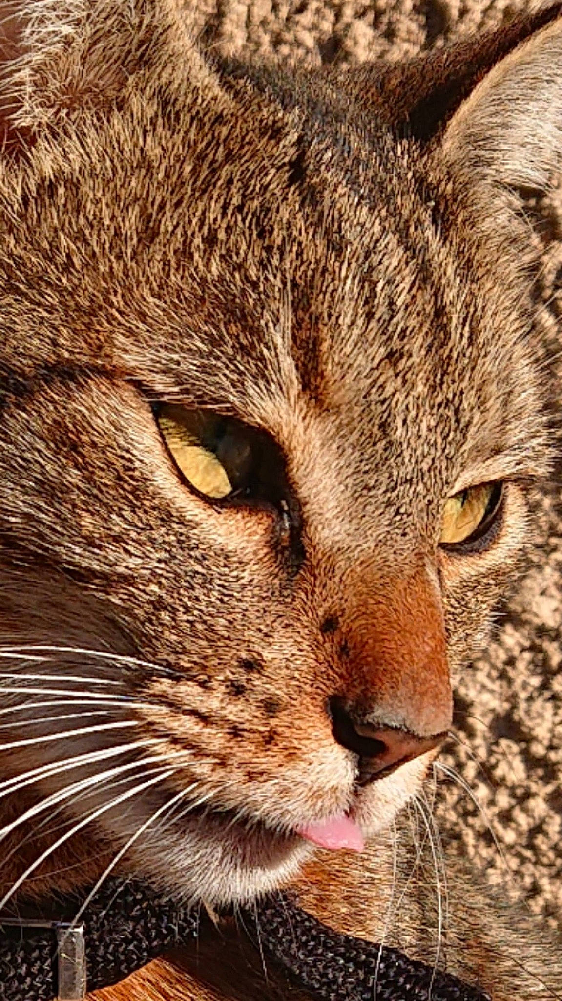 Houston a rejoint le concours — aidez-le/la à gagner de superbes lots ! carnivore, cat, close_up, domestic_short_haired_cat, felidae, fur, grass, lynx, small_to_medium_sized_cats, snout, tail, terrestrial_animal, whiskers, wildlife