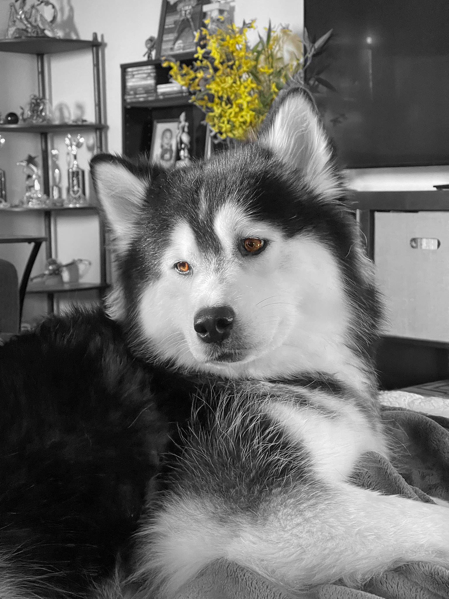 Malia joined the competition — help win amazing prizes! black_and_white, canidae, canis, carnivore, companion_dog, dog, dog_breed, fur, grey, monochrome, monochrome_photography, picture_frame, shelf, sled_dog, snout, sporting_group, style, terrestrial_animal, whiskers, working_animal