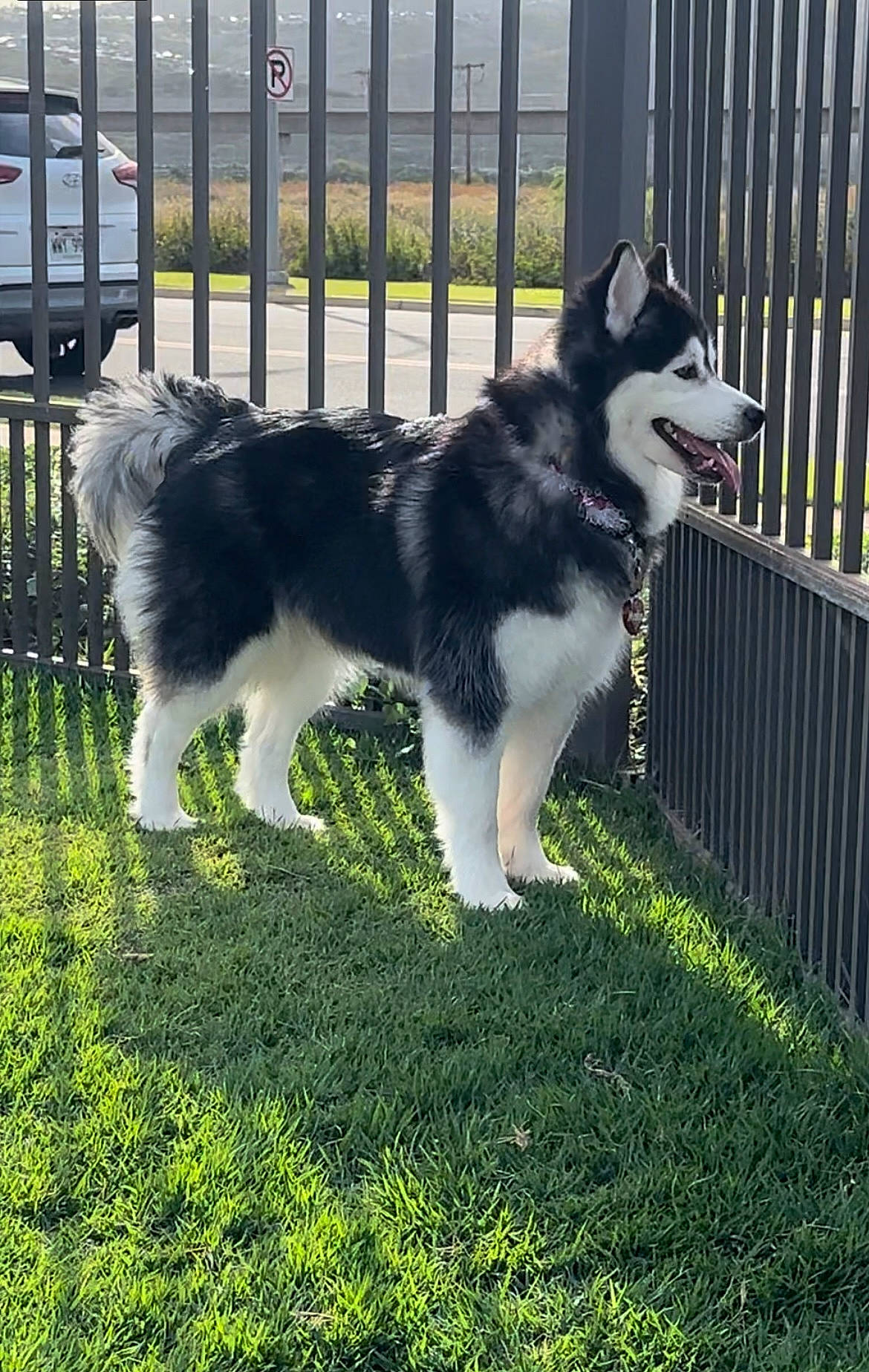Malia is registered to the contest to win money with this photo: ancient_dog_breeds, border_collie, canidae, carnivore, collie, companion_dog, dog, dog_breed, fence, fur, grass, herding_dog, home_fencing, plant, sled_dog, sporting_group, tail, wheel, working_animal, working_dog