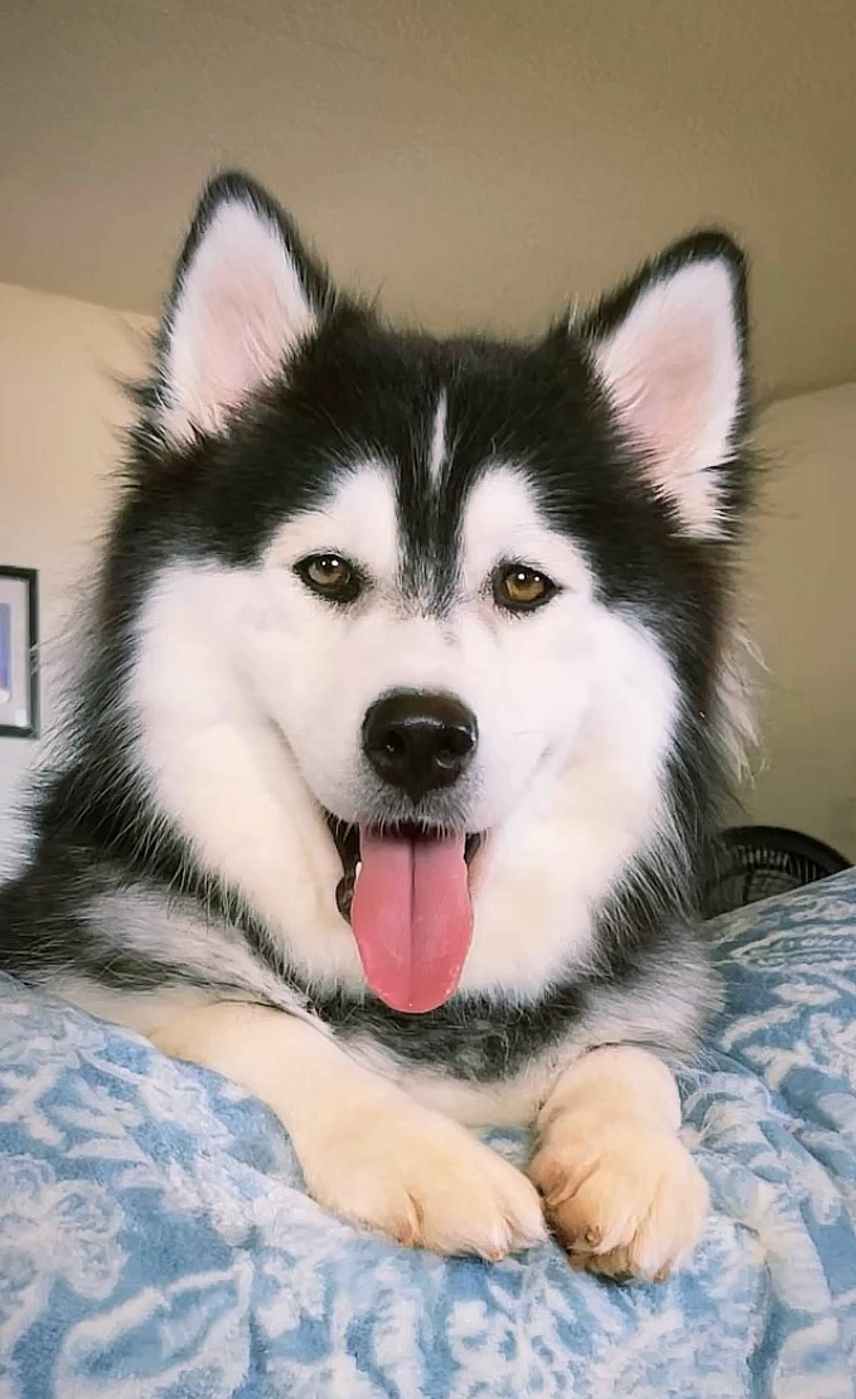 Malia joined the competition — help win amazing prizes! art, carnivore, dog, dog_breed, eye, fur, head, jaw, siberian_husky, sled_dog, snout, terrestrial_animal, whiskers, working_animal, working_dog