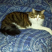 Toby joined the competition — help win amazing prizes! cat, tabby, white_fur, bedspread, paisley_pattern, indoor, pet, feline, resting, animal, fur, whiskers, paw, domestic_cat, striped, fluffy, looking_at_camera, bed, comfort, relaxed