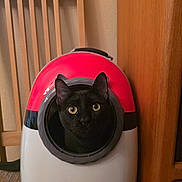 Bastet joined the competition — help win amazing prizes! animal, black_cat, cat, container, curious, domestic_animal, ears, eyes, face, feline, fur, furniture, home, indoor, looking, pet, pet_carrier, round_opening, wooden_cabinet, wooden_chair