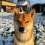 Aïko a rejoint le concours — aidez-le/la à gagner de superbes lots ! dog, shiba_inu, snow, outdoor, pet, animal, fur, ears, nose, face, grass, woodpile, house, sky, clouds, daylight, garden, winter, canine, portrait