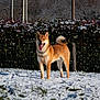 Aïko a rejoint le concours — aidez-le/la à gagner de superbes lots ! dog, shiba_inu, snow, outdoor, animal, pet, fence, hedge, winter, tongue_out, tail_curled, grass, sunlight, canine, nature, standing, mammal, playful, daylight, fur