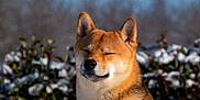 Aïko a rejoint le concours — aidez-le/la à gagner de superbes lots ! dog, shiba_inu, pet, animal, outdoor, winter, snow, sunlight, nature, mammal, fur, canine, portrait, cute, happy, smiling, closeup, head, ears, eyes_closed