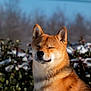 dog, shiba_inu, pet, animal, outdoor, winter, snow, sunlight, nature, mammal, fur, canine, portrait, cute, happy, smiling, closeup, head, ears, eyes_closed