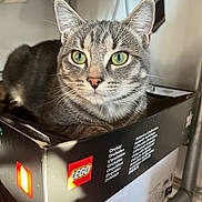 Netsu a rejoint le concours — aidez-le/la à gagner de superbes lots ! cat, tabby, green_eyes, box, lego, indoor, pet, feline, curious, sitting, closeup, animal, whiskers, ears, fur, shelf, relaxing, domestic, cute, portrait
