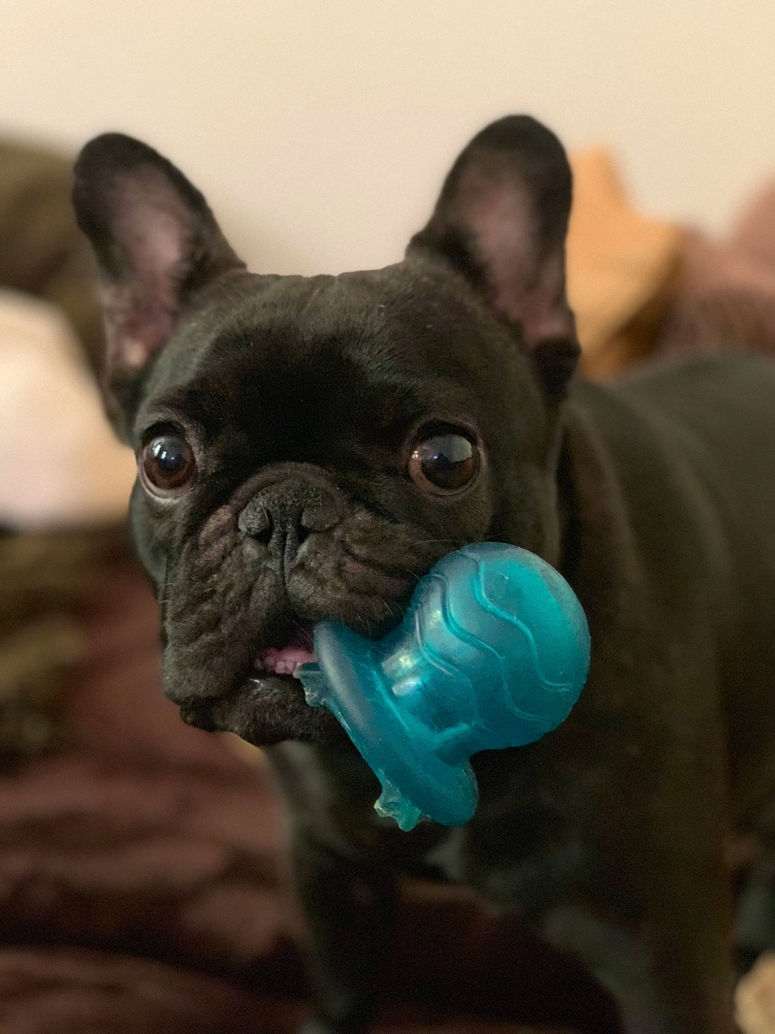 Nouchka participe au concours pour gagner de l'argent avec cette photo : bulldog, canidae, carnivore, companion_dog, dog, dog_breed, dog_collar, dog_toy, fawn, french_bulldog, mammal, non_sporting_group, pug, puppy, snout, toy_bulldog, vertebrate, whiskers