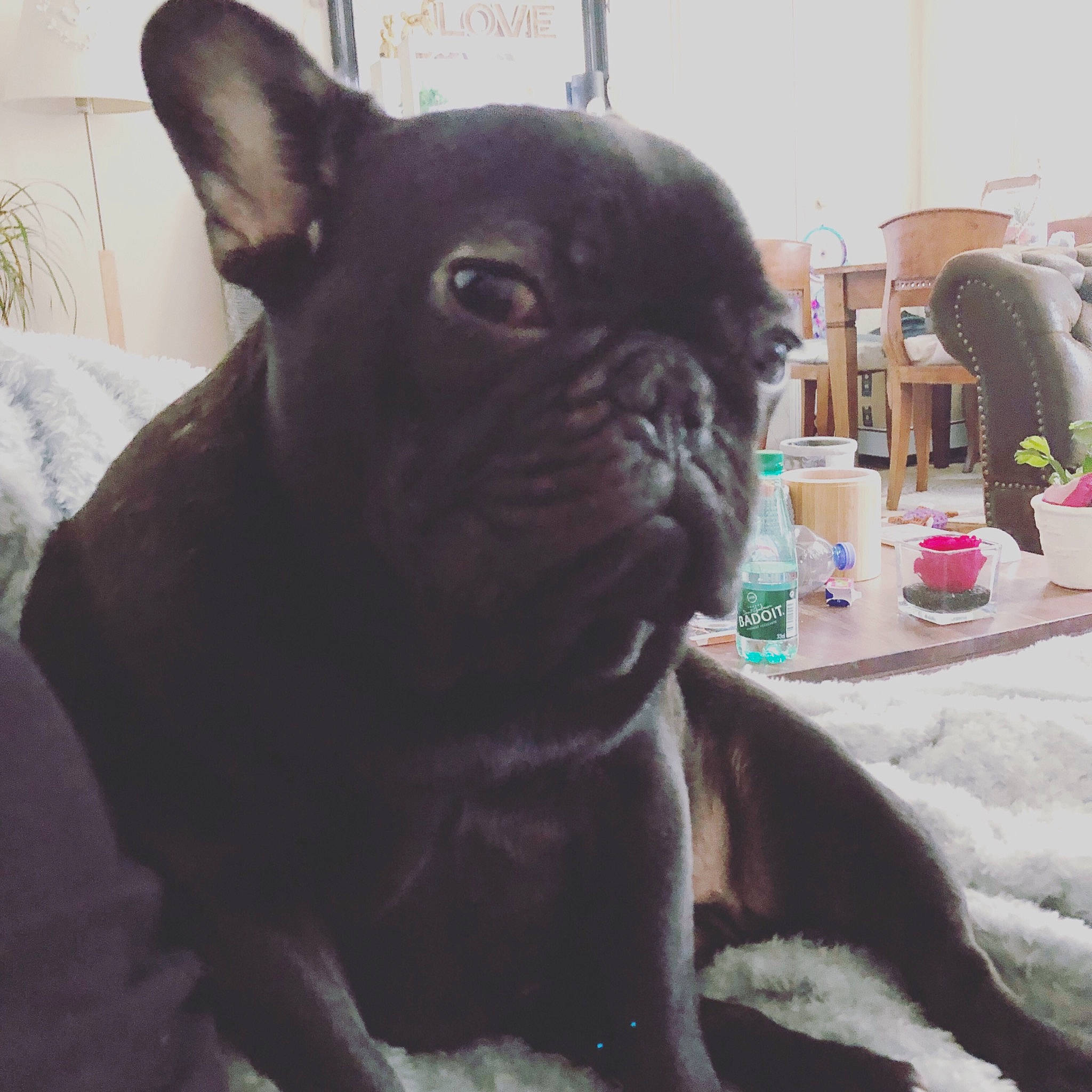 Nouchka participe au concours pour gagner de l'argent avec cette photo : boston_terrier, canidae, carnivore, companion_dog, dog, dog_breed, ear, fawn, french_bulldog, mammal, non_sporting_group, pug, puppy, snout, sporting_group, toy_bulldog, vertebrate, whiskers