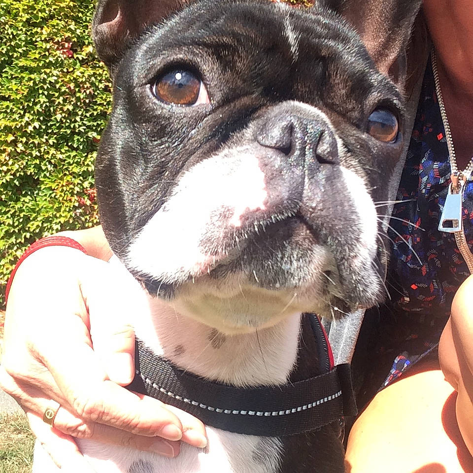 Puppy a rejoint le concours — aidez-le/la à gagner de superbes lots ! adventure, australian_bulldog, boston_terrier, canidae, carnivore, collar, companion_dog, dog, dog_breed, dog_collar, fawn, french_bulldog, mammal, non_sporting_group, olde_english_bulldogge, rare_breed_dog, snout, sporting_group, valley_bulldog, vertebrate