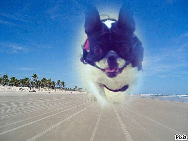 Puppy participe au concours pour gagner de l'argent avec cette photo : canidae, carnivore, cloud, companion_dog, dog, herding_dog, siberian_husky, sky, sled_dog, sporting_group