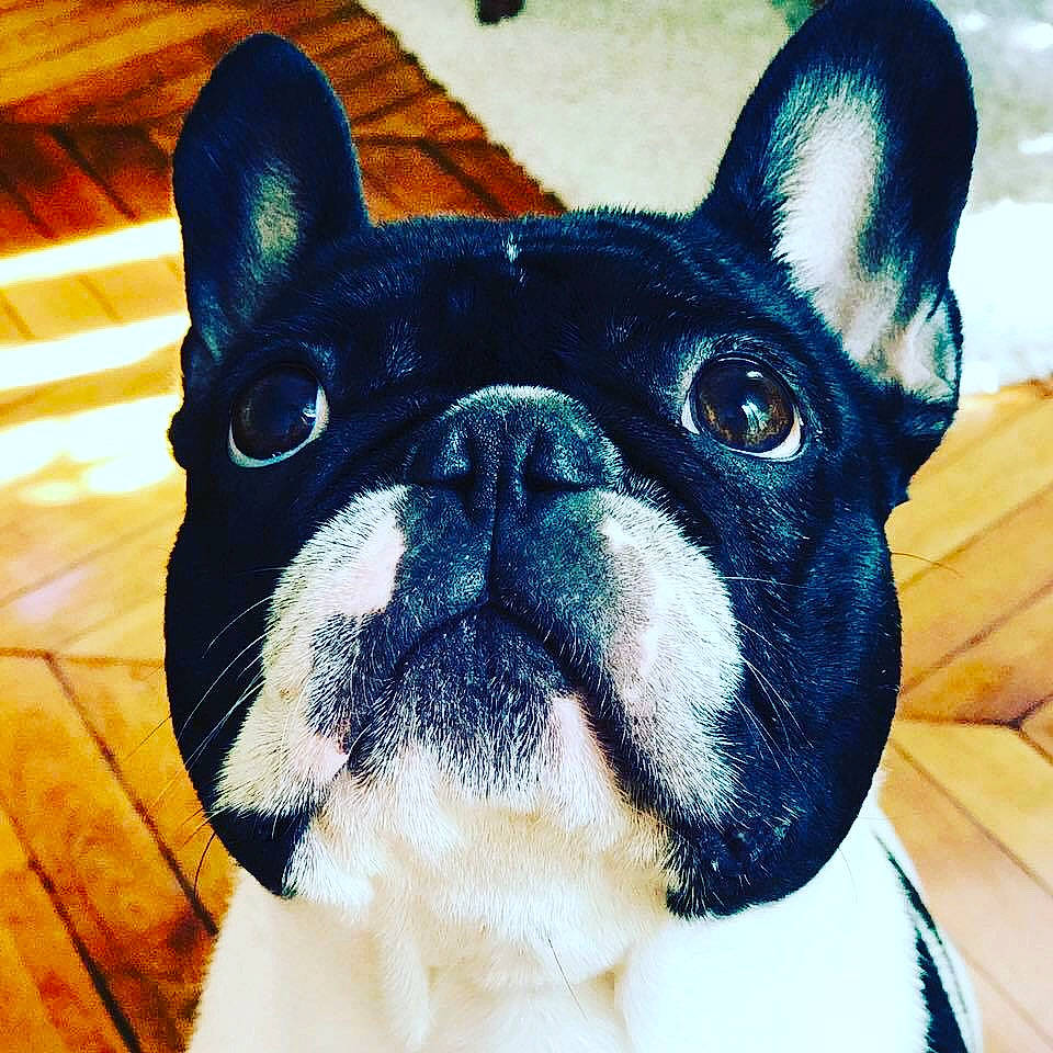 Puppy participe au concours pour gagner de l'argent avec cette photo : ancient_dog_breeds, boston_terrier, bulldog, canidae, carnivore, close_up, companion_dog, dog, dog_breed, eye, fawn, french_bulldog, mammal, non_sporting_group, pillow, puppy, snout, toy_bulldog, vertebrate, whiskers
