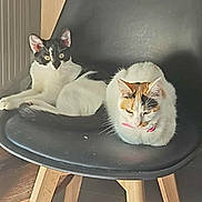 Bella Et Nala a rejoint le concours — aidez-le/la à gagner de superbes lots ! cat, cats, chair, black_and_white_cat, calico_cat, indoor, furniture, wooden_legs, tiled_floor, pet, animal, relaxing, collar, domestic, resting, alert, two_animals, modern_chair, natural_light, home