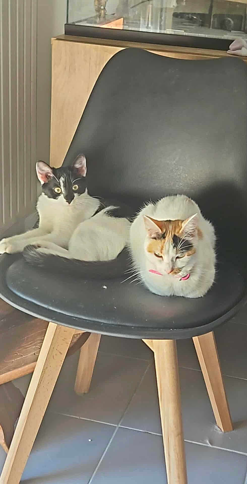 Bella Et Nala