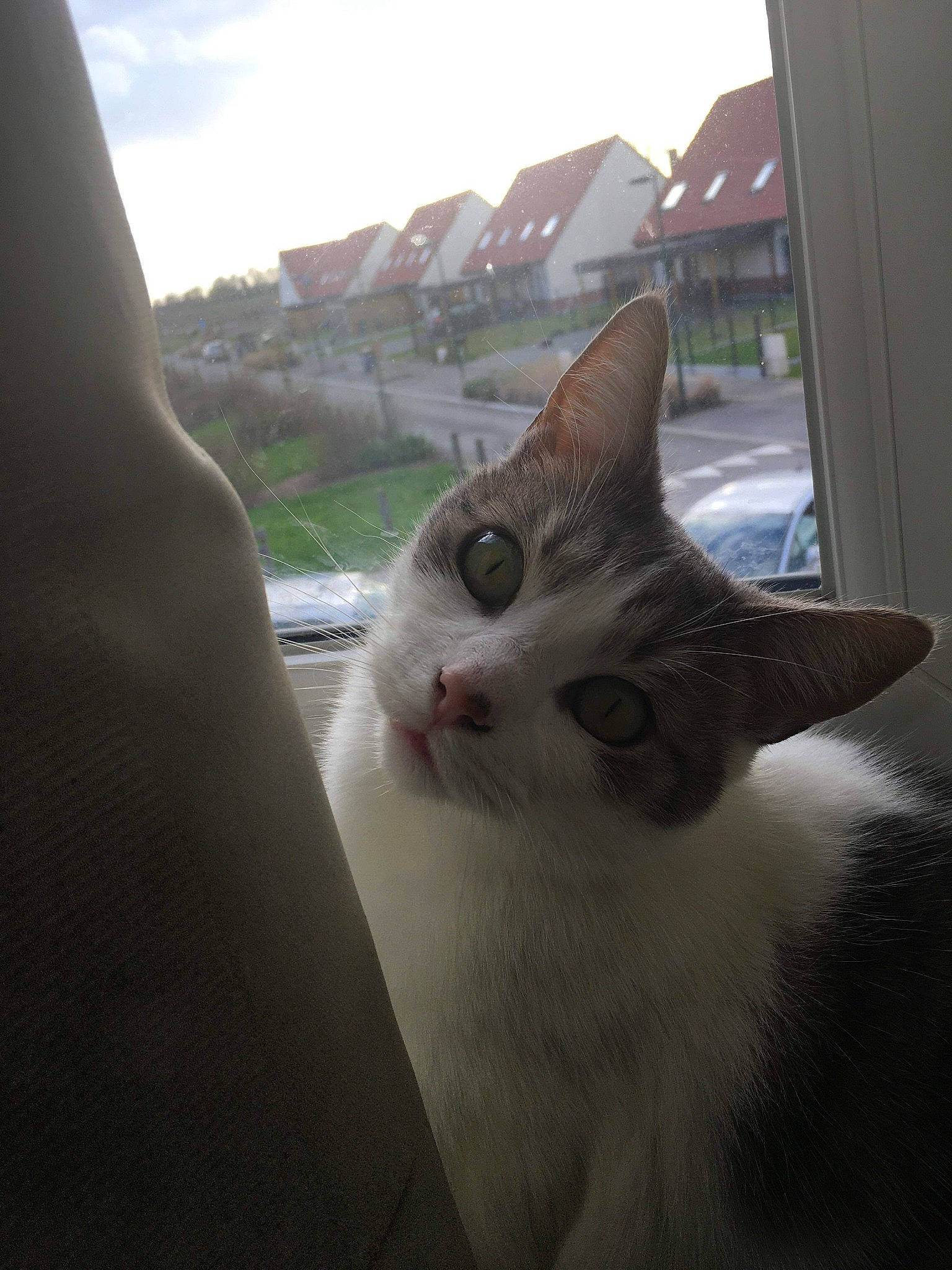 Maya participe au concours pour gagner de l'argent avec cette photo : aegean_cat, asian, carnivore, cat, domestic_short_haired_cat, ear, felidae, kitten, small_to_medium_sized_cats, snout, turkish_angora, turkish_van, whiskers, window