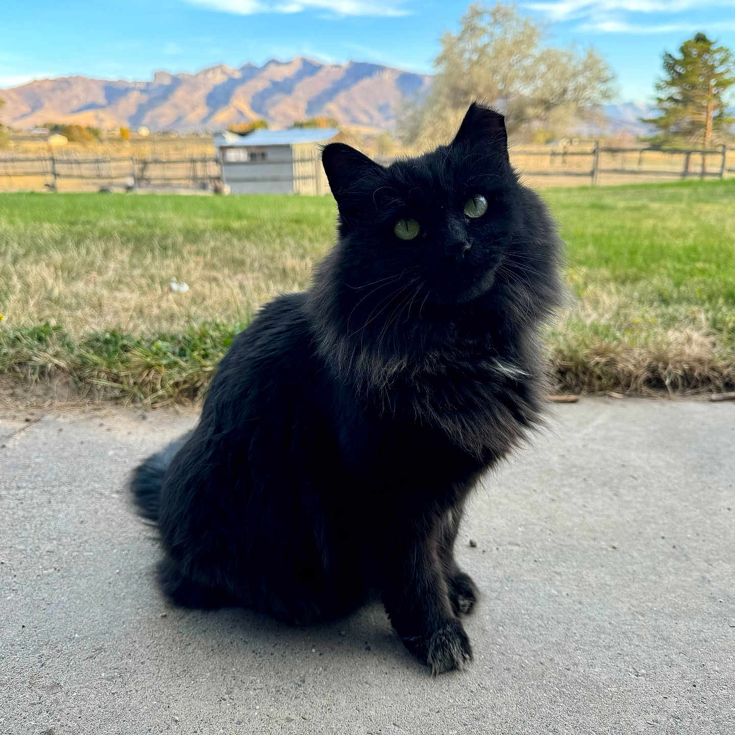 Tails is registered to the contest to win money with this photo: animal, blackcat, cat, countryside, field, grass, grassland, kitten, manx, meadow, nature, outdoors, person, pet, plant, road, rural, slate, tarmac, tree