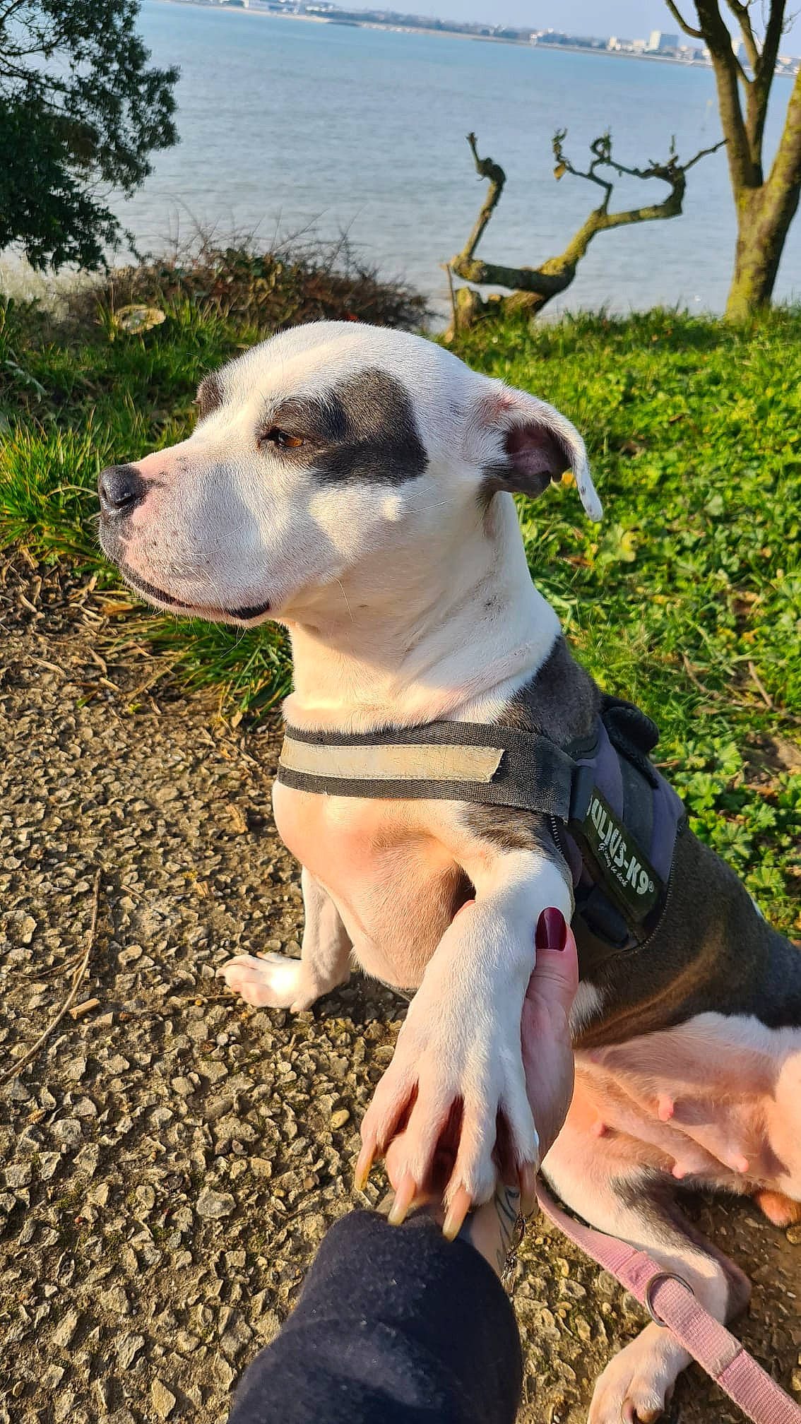 Missy a rejoint le concours — aidez-le/la à gagner de superbes lots ! carnivore, collar, companion_dog, dog, dog_breed, dog_clothes, dog_collar, dog_supply, fashion_accessory, fawn, grass, pet_supply, plant, snout, sporting_group, tail, tree, water, whiskers, working_animal