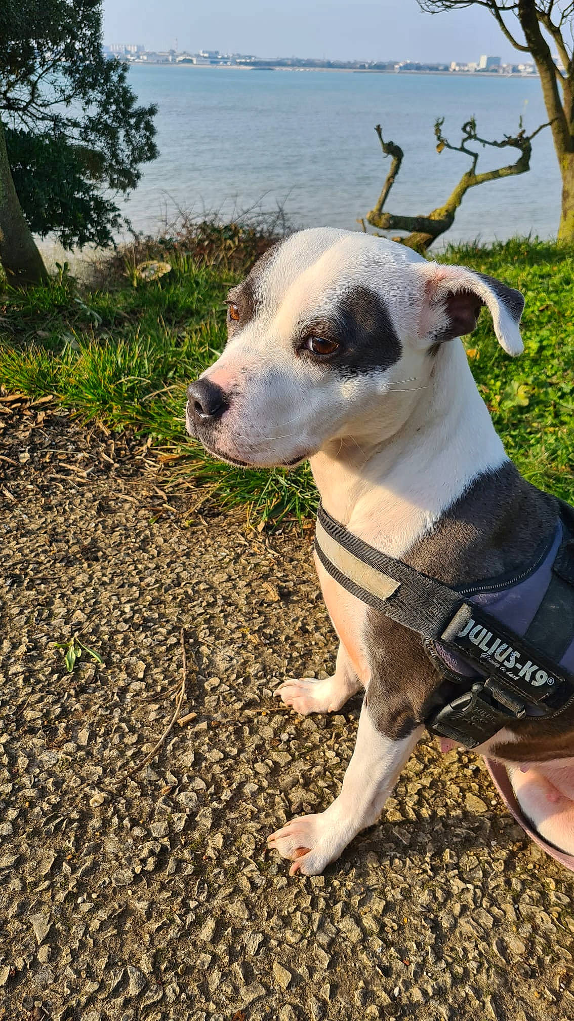Missy participe au concours pour gagner de l'argent avec cette photo : carnivore, collar, companion_dog, dog, dog_breed, dog_collar, dog_supply, fawn, grass, pet_supply, plant, sky, snout, sporting_group, tail, terrestrial_animal, tree, water, whiskers, working_animal