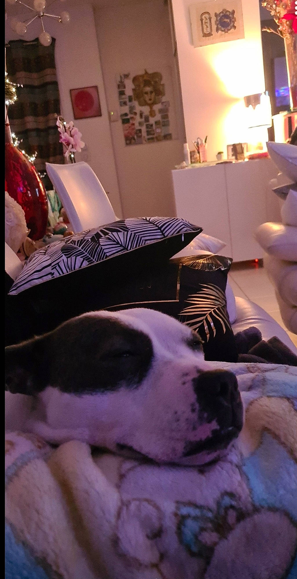 Missy a rejoint le concours — aidez-le/la à gagner de superbes lots ! carnivore, comfort, companion_dog, couch, dog, dog_breed, fawn, floor, flooring, lamp, light, linens, living_room, picture_frame, room, sporting_group, white, window, wood, working_animal