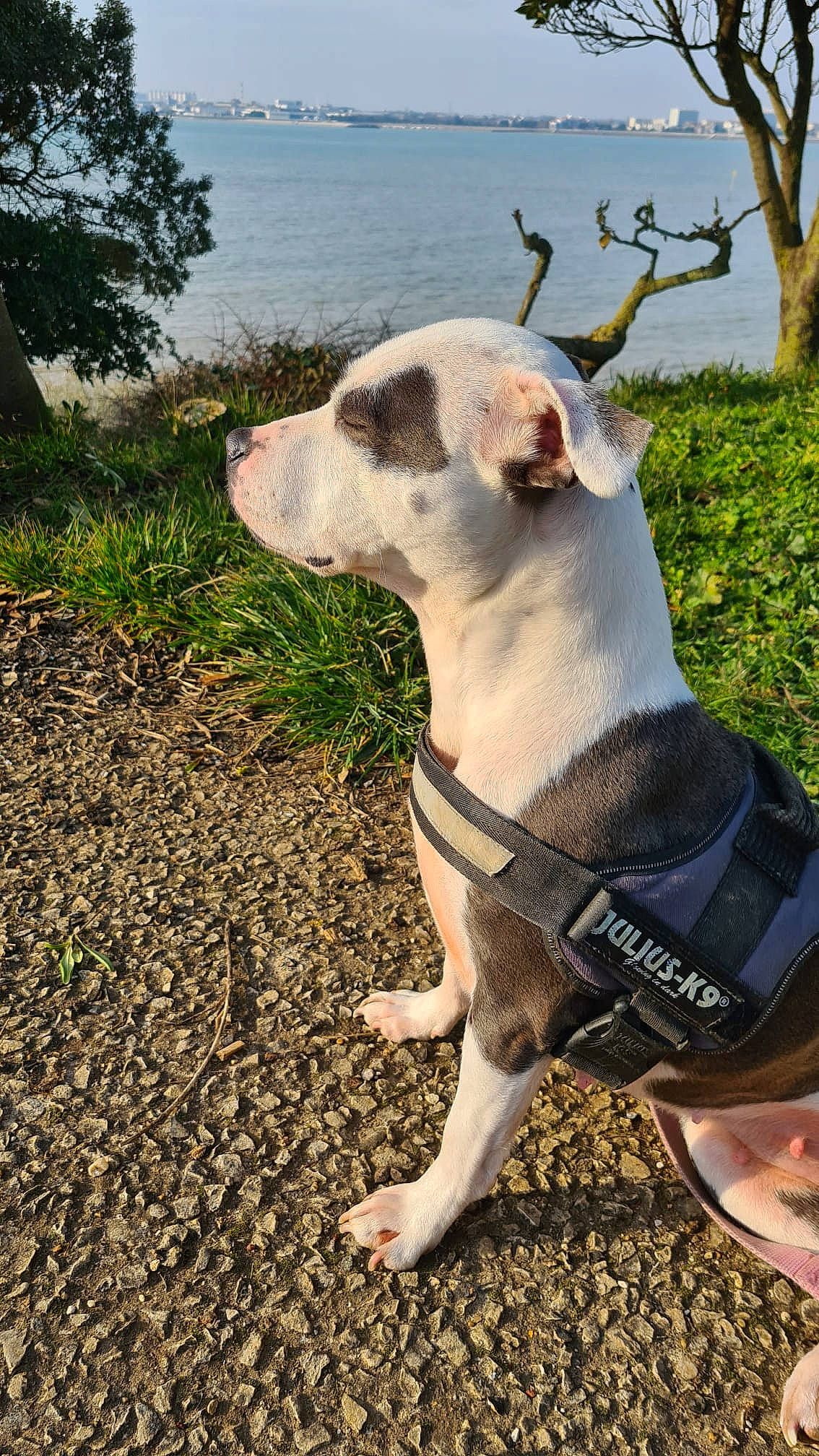 Missy participe au concours pour gagner de l'argent avec cette photo : canidae, carnivore, collar, companion_dog, dog, dog_breed, dog_collar, dog_supply, fawn, grass, pet_supply, plant, rampur_greyhound, sky, sporting_group, terrestrial_animal, tree, water, whiskers, working_animal