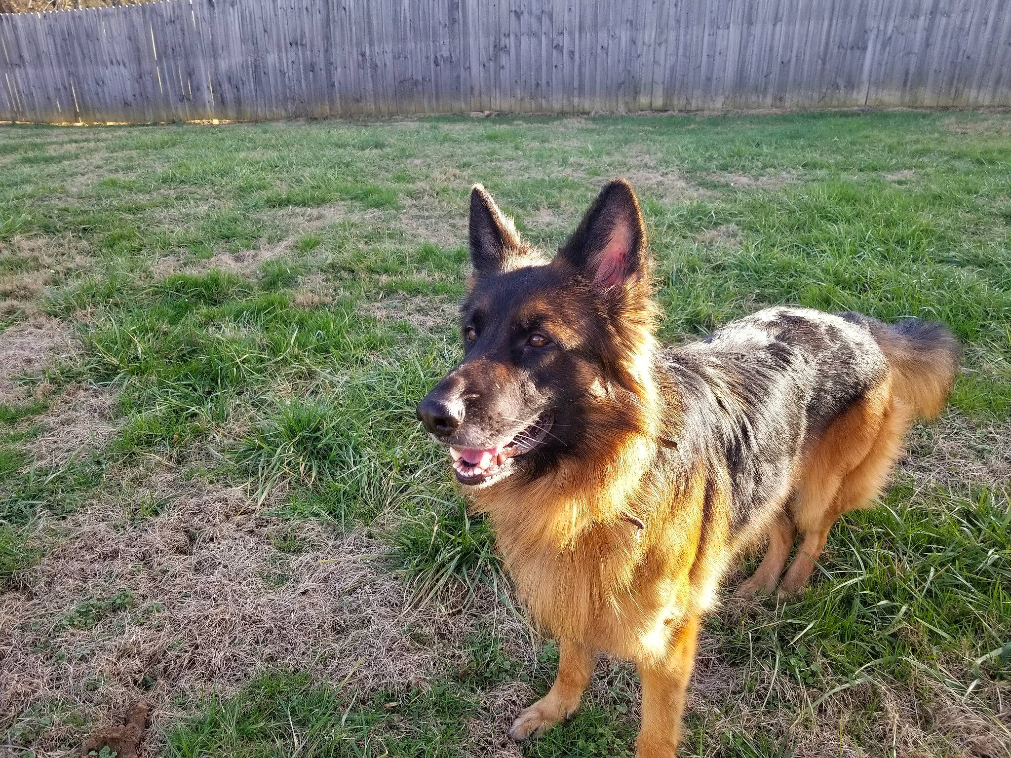 Kyra joined the competition — help win amazing prizes! bohemian_shepherd, canidae, carnivore, dog, dog_breed, east_european_shepherd, german_shepherd_dog, herding_dog, king_shepherd, kunming_wolfdog, mammal, old_german_shepherd_dog, rare_breed_dog, shiloh_shepherd_dog, sporting_group, tervuren, vertebrate, working_dog