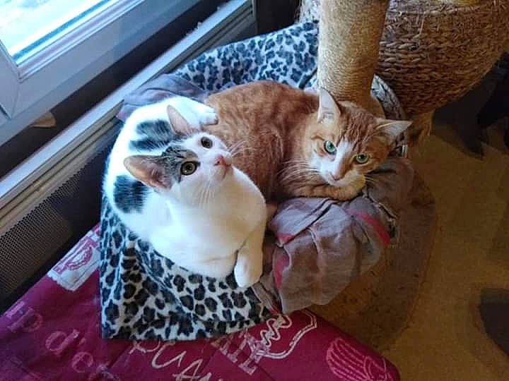 Poppie Les Pachas participe au concours pour gagner de l'argent avec cette photo : aegean_cat, american_shorthair, asian, bengal, carnivore, cat, domestic_short_haired_cat, european_shorthair, fawn, felidae, fur, kitten, mammal, scottish_fold, singapura, small_to_medium_sized_cats, tabby_cat, vertebrate, whiskers