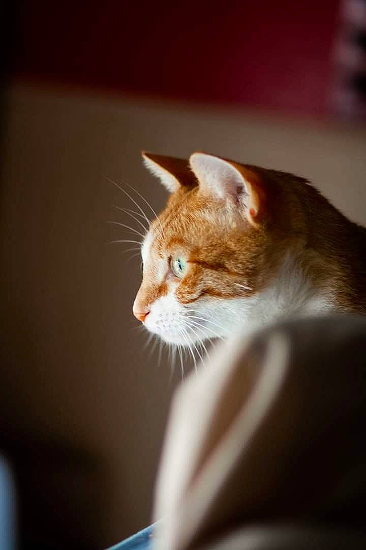 Poppie Les Pachas a rejoint le concours — aidez-le/la à gagner de superbes lots ! aegean_cat, asian, carnivore, cat, ear, fawn, felidae, fur, small_to_medium_sized_cats, tabby_cat, whiskers