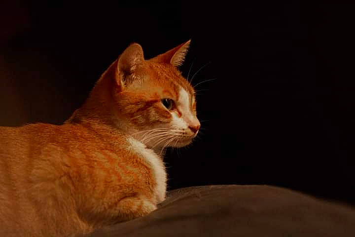 Poppie Les Pachas a rejoint le concours — aidez-le/la à gagner de superbes lots ! aegean_cat, american_wirehair, arabian_mau, asian, carnivore, cat, chausie, european_shorthair, fawn, felidae, german_rex, mammal, ojos_azules, singapura, small_to_medium_sized_cats, snout, tabby_cat, vertebrate, whiskers, wildlife