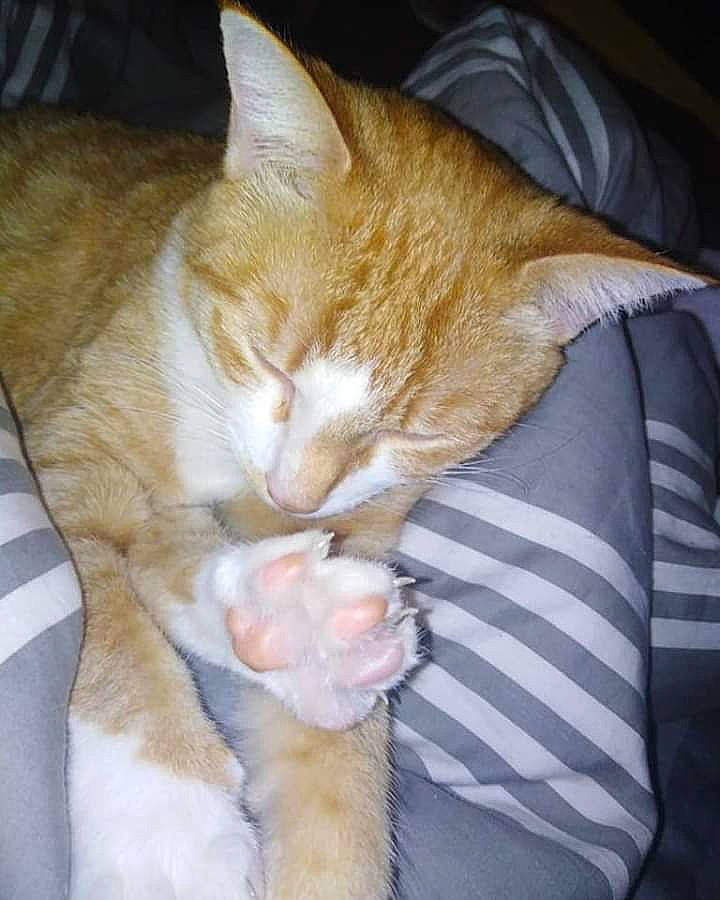 Poppie Les Pachas participe au concours pour gagner de l'argent avec cette photo : asian, carnivore, cat, domestic_short_haired_cat, ear, european_shorthair, fawn, felidae, fur, german_rex, kitten, mammal, nap, ojos_azules, polydactyl_cat, small_to_medium_sized_cats, tabby_cat, tail, whiskers