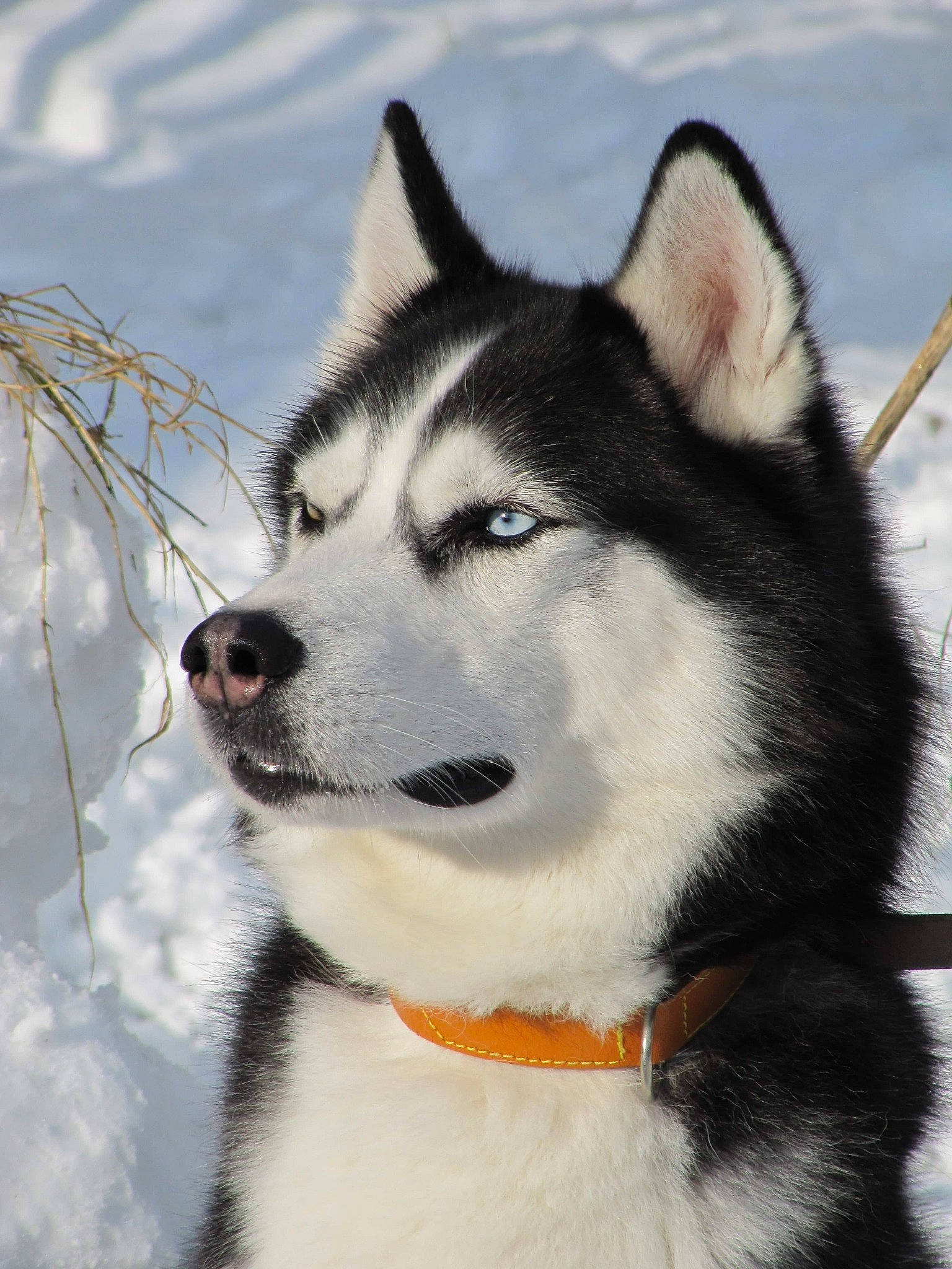 Vince participe au concours pour gagner de l'argent avec cette photo : alaskan_klee_kai, alaskan_malamute, canadian_eskimo_dog, canidae, carnivore, dog, dog_breed, east_siberian_laika, greenland_dog, mammal, miniature_siberian_husky, native_american_indian_dog, sakhalin_husky, seppala_siberian_sleddog, siberian_husky, sled_dog, snout, vertebrate, wolfdog, working_dog