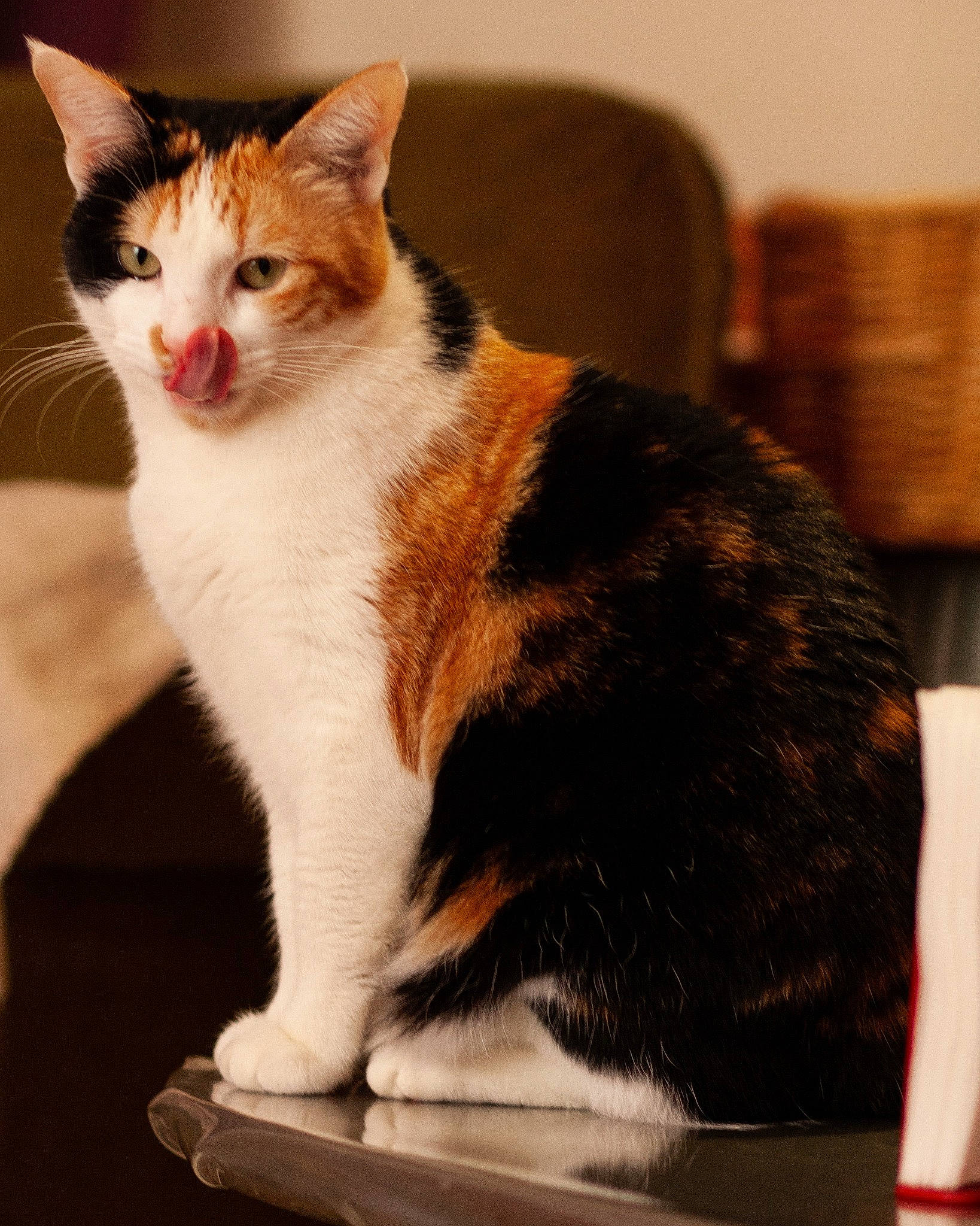 Nidila Chat Puccino participe au concours pour gagner de l'argent avec cette photo : aegean_cat, american_wirehair, carnivore, cat, domestic_short_haired_cat, european_shorthair, felidae, fur, japanese_bobtail, kitten, mammal, small_to_medium_sized_cats, tail, whiskers