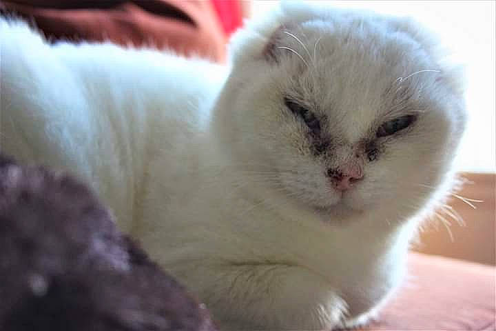 Charmine Fald Asso participe au concours pour gagner de l'argent avec cette photo : asian, british_longhair, british_semi_longhair, carnivore, cat, colorpoint_shorthair, fawn, felidae, fur, kitten, mammal, persian, photo_caption, ragdoll, scottish_fold, small_to_medium_sized_cats, snout, turkish_angora, vertebrate, whiskers