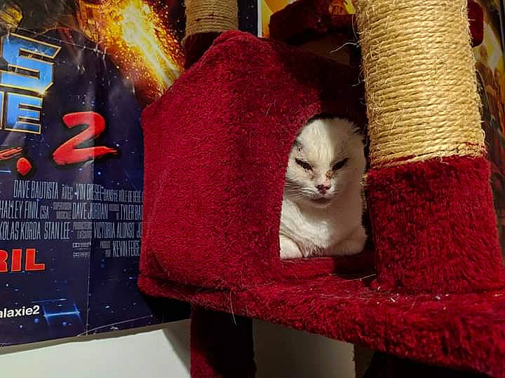 Charmine Fald Asso a rejoint le concours — aidez-le/la à gagner de superbes lots ! art, carnivore, cat, domestic_short_haired_cat, felidae, kitten, small_to_medium_sized_cats, thread, wool