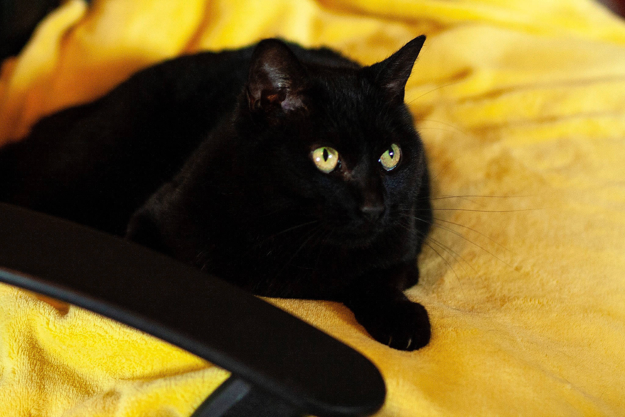 Ollie-les Aristopoils a rejoint le concours — aidez-le/la à gagner de superbes lots ! asian, black, black_cat, bombay, carnivore, cat, claw, eye, fawn, felidae, fur, mammal, small_to_medium_sized_cats, snout, whiskers, yellow